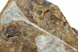 Two Fossil Ginkgo Leaves From North Dakota - Paleocene #232009-2